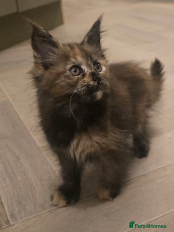 Maine Coon cats - Advert 11