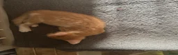 Domestic Shorthair cats for sale: Kittens  - Advert 5