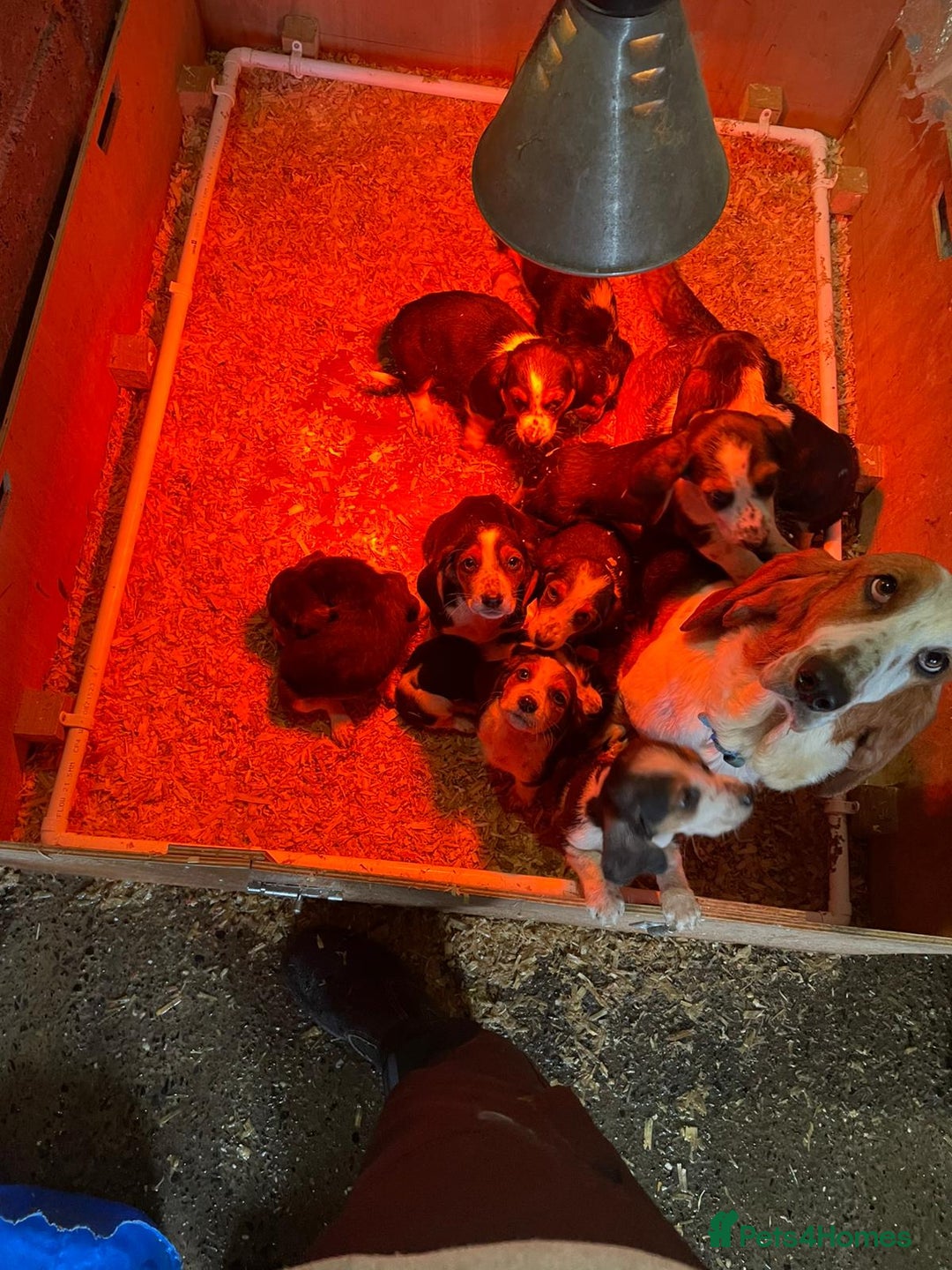 Basset Hound dogs for sale: Basset hound puppies for sale - Image 1