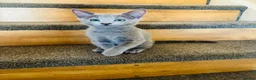 Russian Blue cats for sale: TICA 5* Pedigree Russian blue kittens - Advert 3