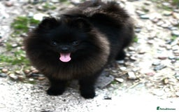 Pomeranian dogs for sale: Outstanding 💖re-available!All info below ⬇️ 35+🏆 - Image 1