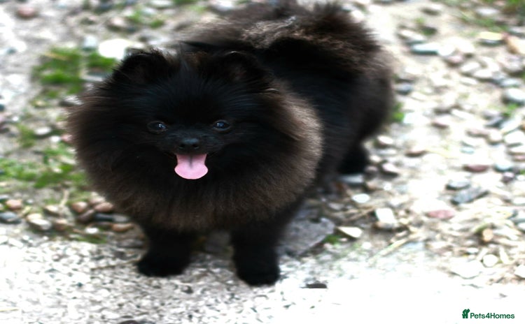Pomeranian dogs - Advert 1
