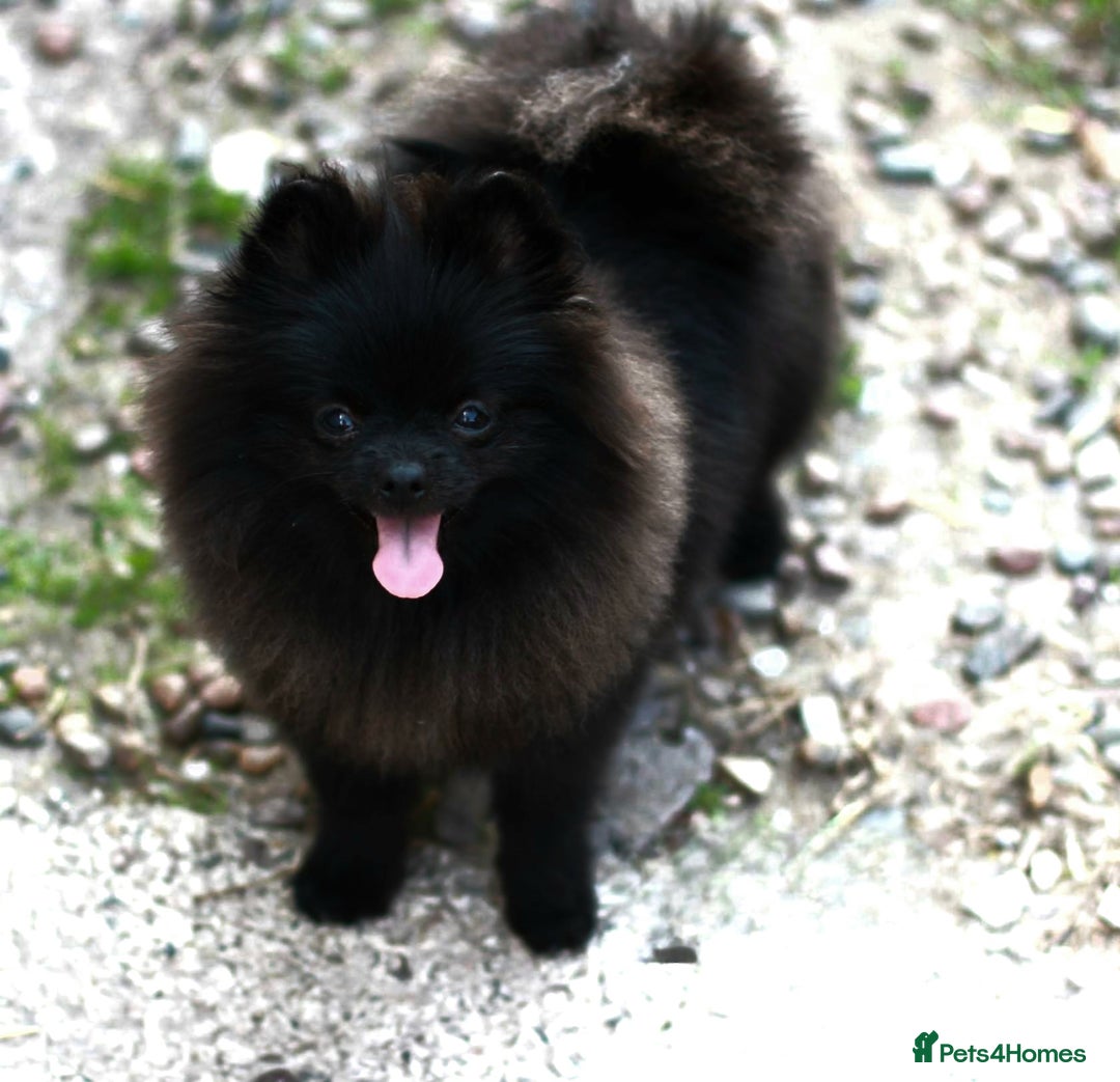 Pomeranian dogs for sale: Outstanding 💖re-available!All info below ⬇️ 35+🏆 - Image 1