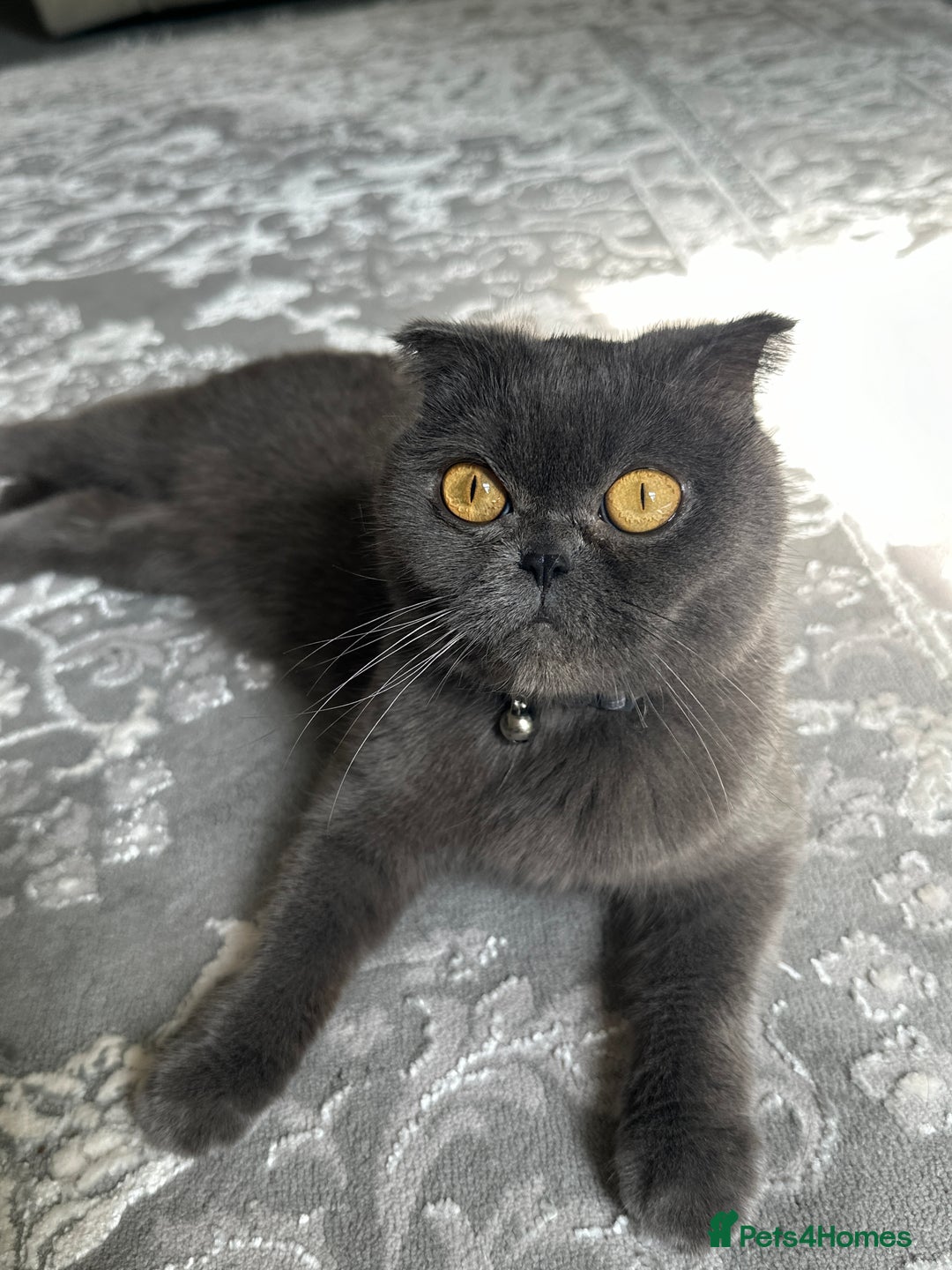 Scottish Fold cats for sale: A lovely Scottish fold cat - Image 2