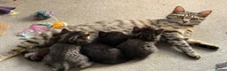British Shorthair cats for sale: British Short hair X - Advert 1