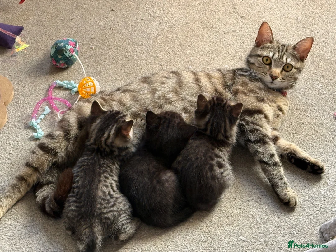 British Shorthair cats for sale: British Short hair X - Advert 1