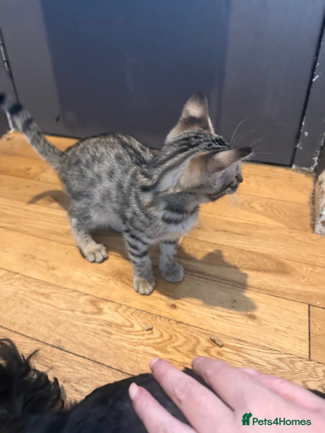 Savannah cats for sale: Savannah Kittens - Image 25