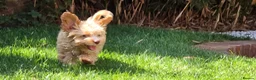 Cavapoo dogs for sale: Toy Cavapoo Puppy, Exceptionally Well Socialised - Advert 9