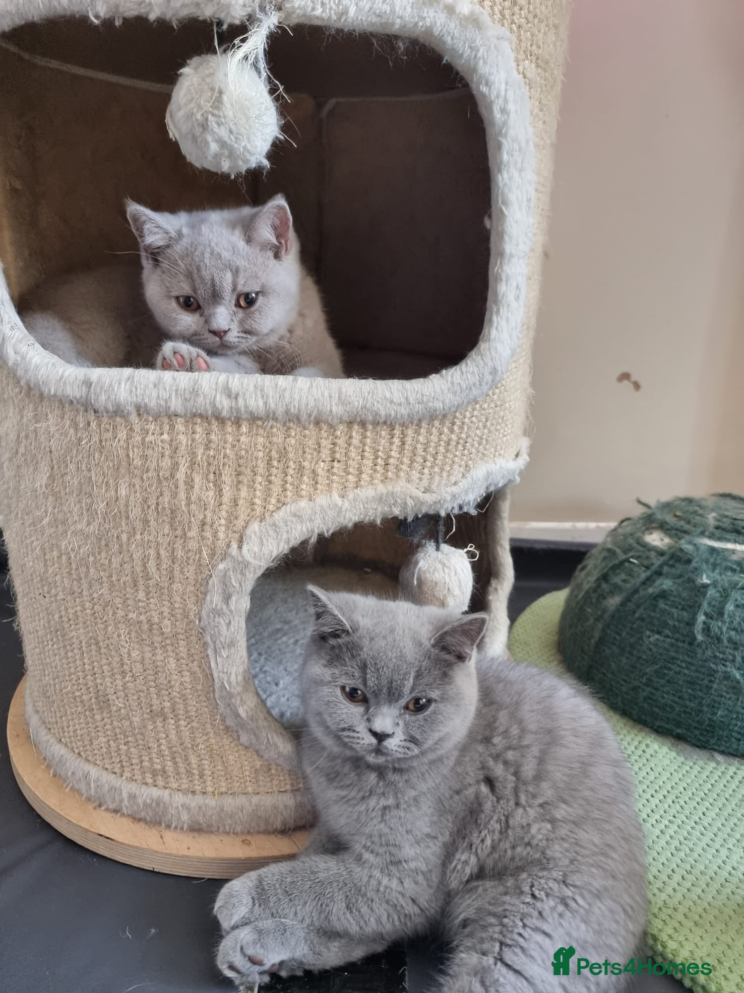 British Shorthair cats British Shorthair Healthy Vaccinated Microchipped  - Advert 2