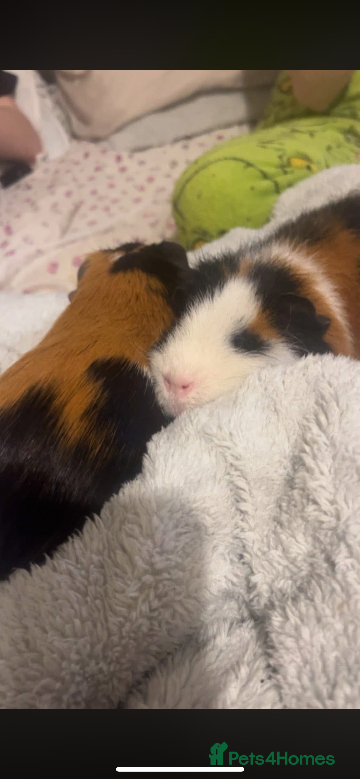 Guinea Pig rodents 2 male guinea pigs (brothers)  - Advert 1