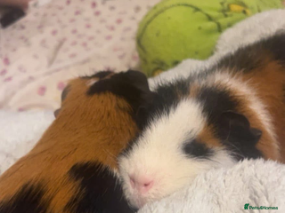Guinea Pig rodents 2 male guinea pigs (brothers) - Advert 1