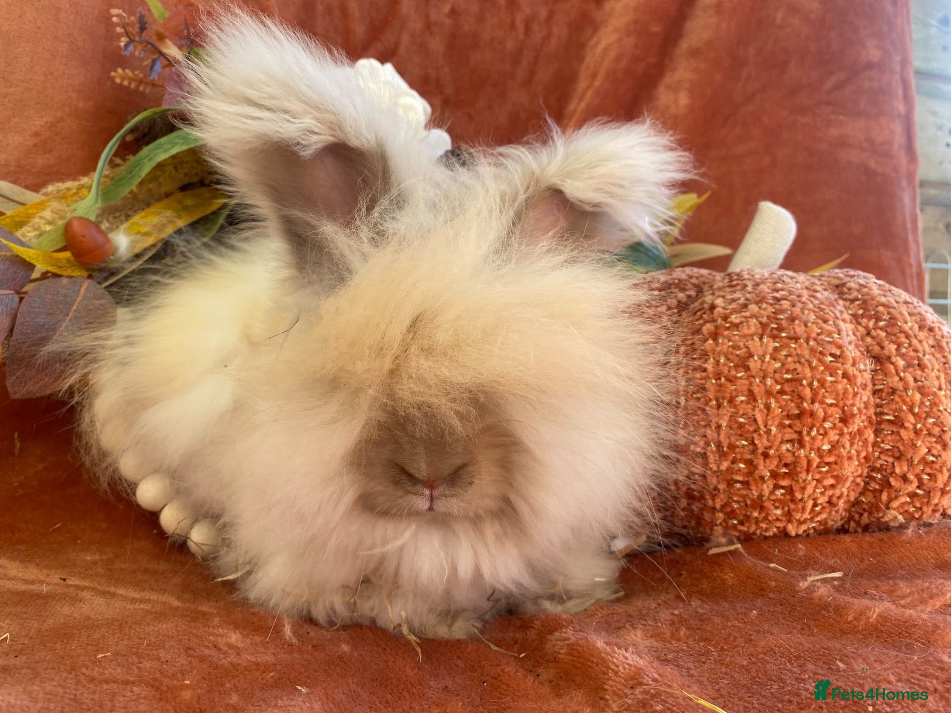 Mini Lop rabbits English angora boys - Advert 2