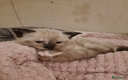 Mixed Breed cats for sale: 4 sweet kittens  - Image 12
