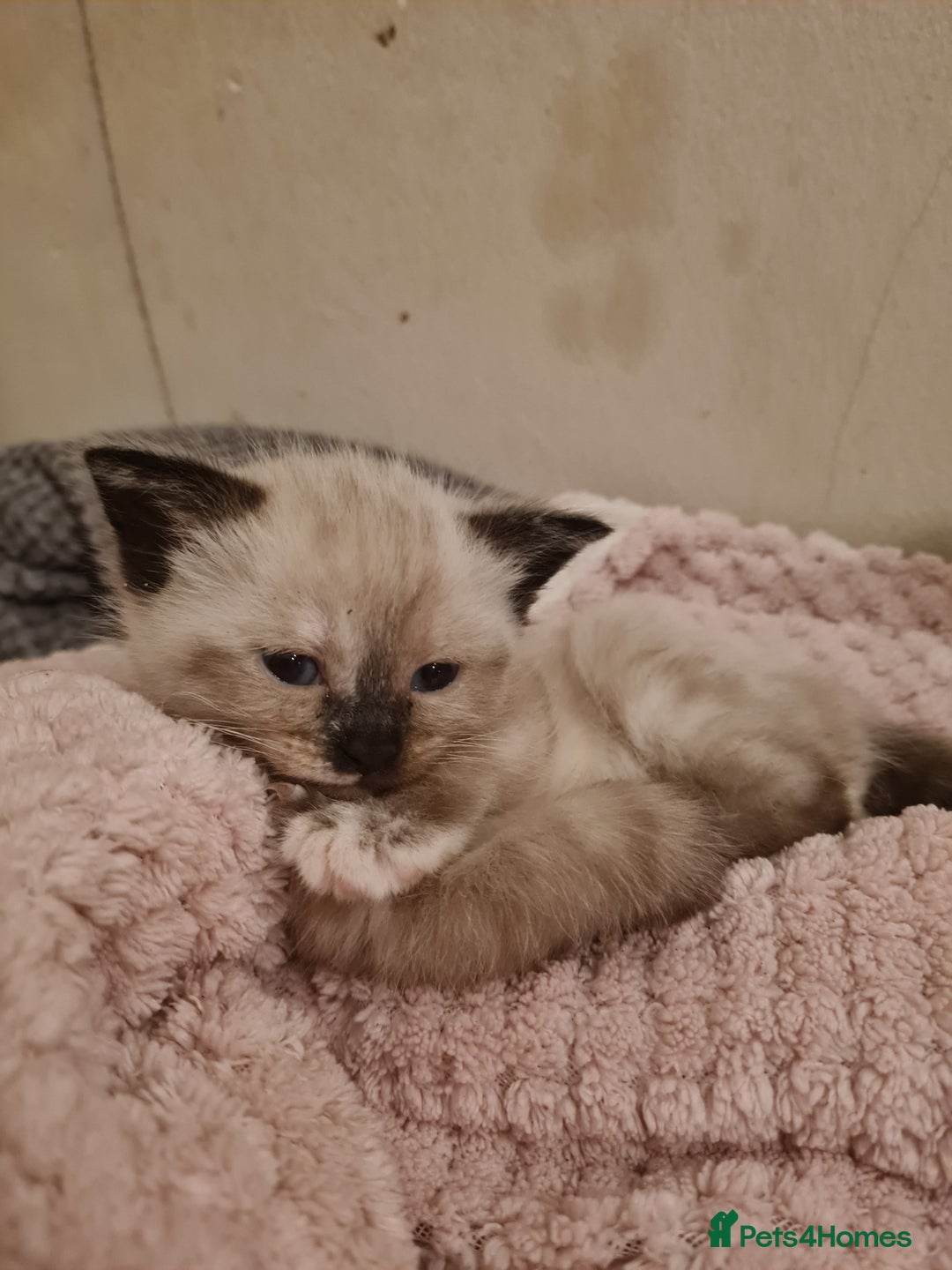 Mixed Breed cats for sale: 4 sweet kittens  - Image 12