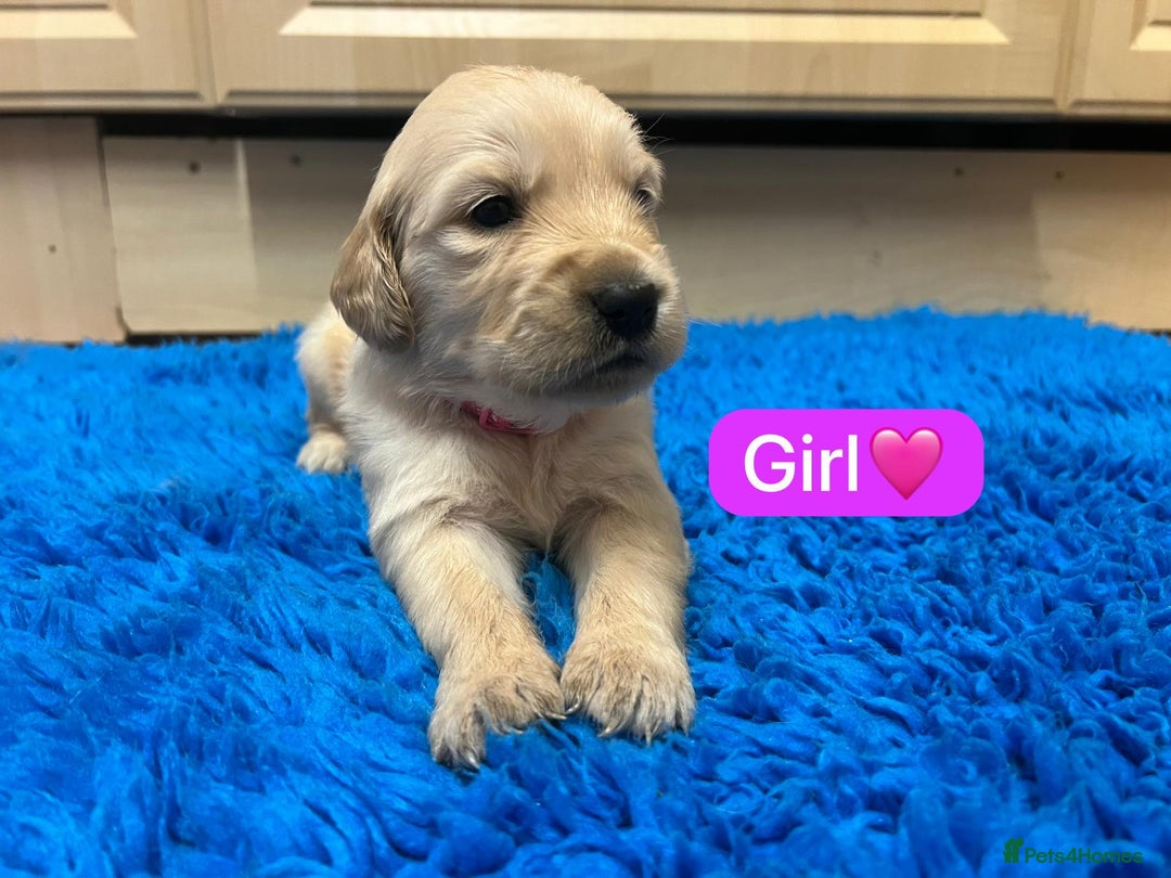 Golden Retriever dogs for sale: Gorgeous KC registered golden retriever puppies - Advert 16