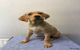 Labrador Retriever dogs for sale: Only 1 left! Purebred Labrador Puppies  - Image 1