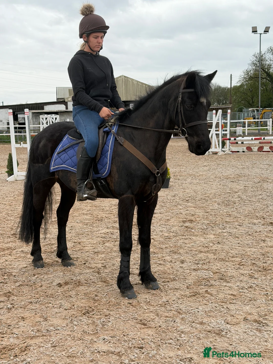 Connemara horses for sale: Classy little 14hh Connemara Gelding - Advert 2
