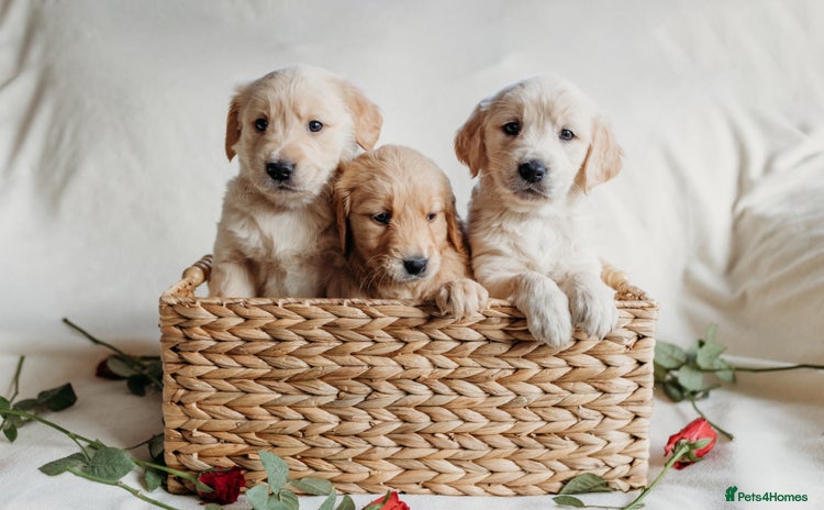 Golden Retriever dogs - Advert 2