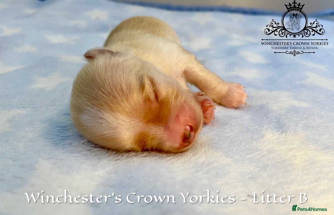 Yorkshire Terrier dogs for sale: ❤️ Champion heritage KC reg.PEDIGREE puppies! 🐶❤️ - Image 20