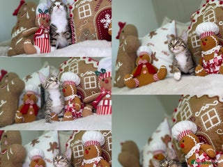 Mixed Breed cats Beautiful kittens 8 weeks old - Advert 1