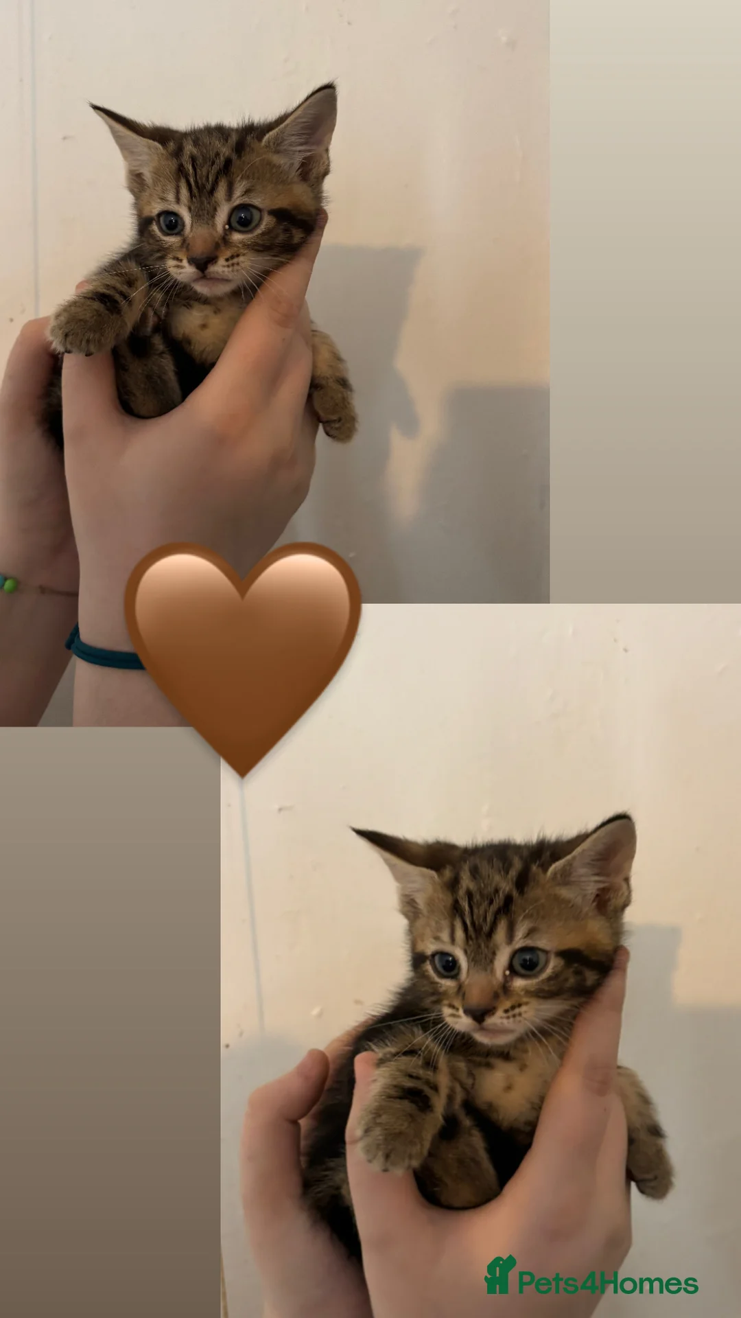 Mixed Breed cats for sale: 6 kittens looking for their forever homes  - Advert 2