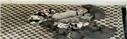 Great Dane dogs for stud: Great Dane harlequin for stud - Advert 2