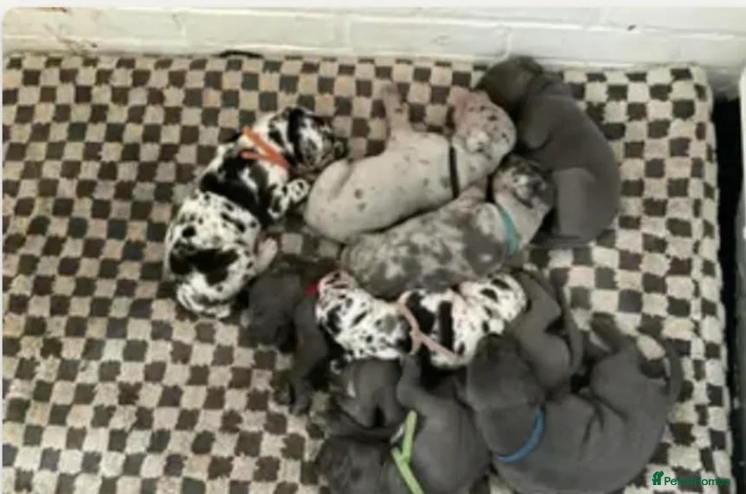 Great Dane dogs for stud: Great Dane harlequin for stud - Advert 2