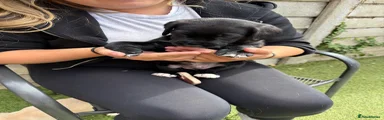 Cockerdor 2