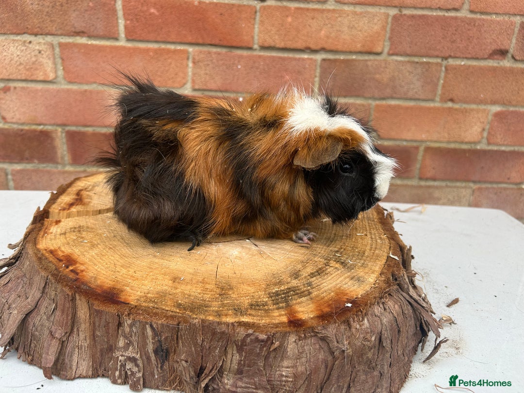 Guinea Pig rodents for sale: Female Guinea Pigs  - Image 6