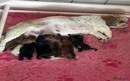 Shihpoo dogs for sale: Shipoo Pups - Image 5