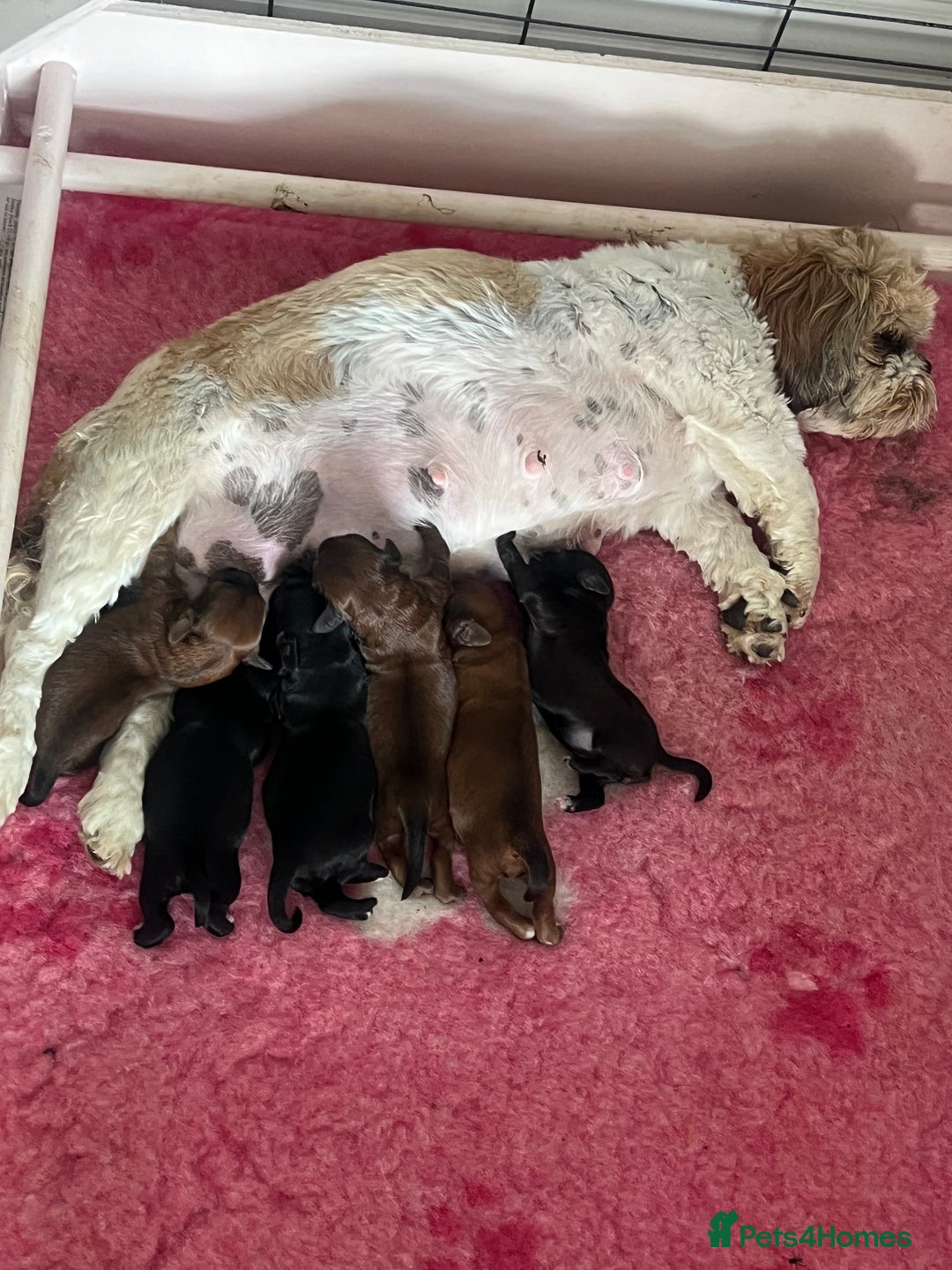 Shihpoo dogs for sale: Shipoo Pups - Image 5