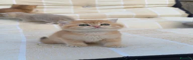 British Shorthair 3