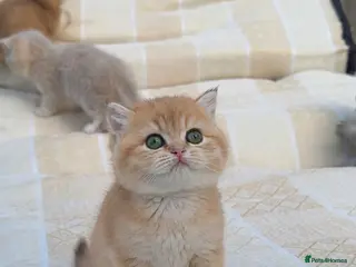 British Shorthair cats British Shorthair cats - Advert 3