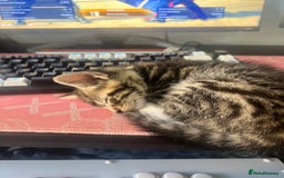 American Shorthair cats for sale: Kitten looking for a new home  - Image 4