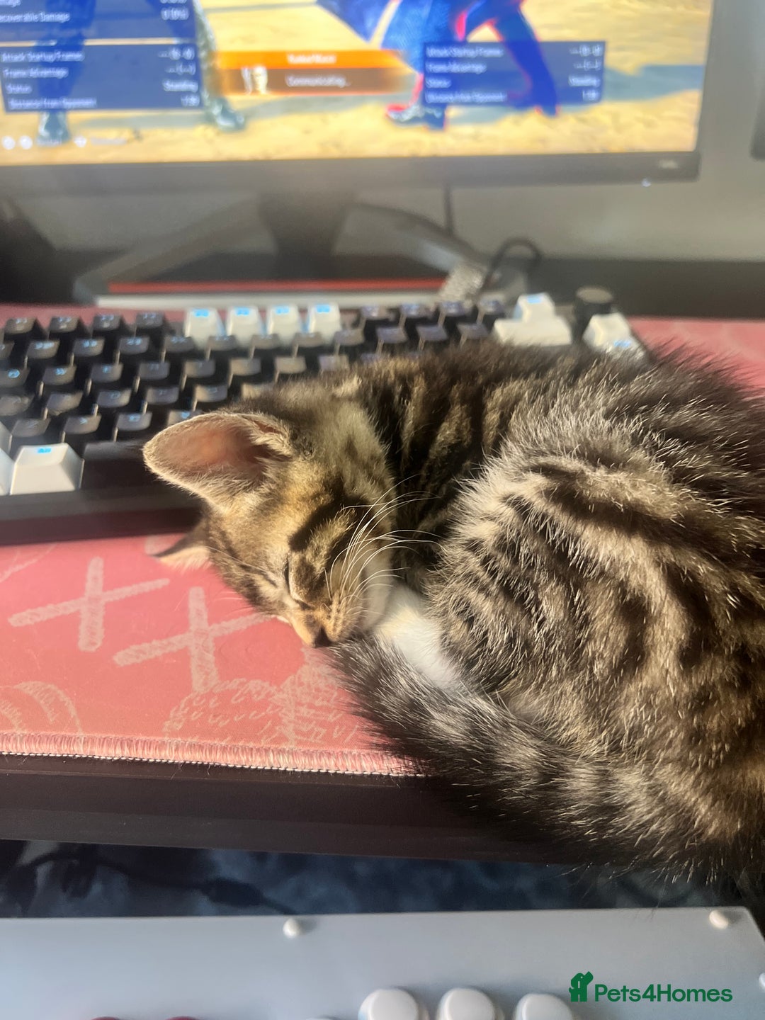 American Shorthair cats for sale: Kitten looking for a new home  - Image 4