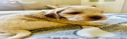 Cocker Spaniel dogs for sale: Stunning Cocker Spaniels  - Advert 22