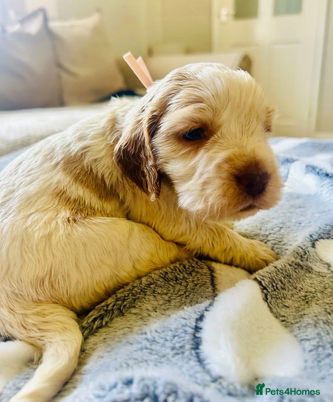 Cocker Spaniel dogs for sale: Stunning Cocker Spaniels  - Advert 22