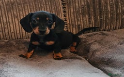 Dachshund dogs for sale: Miniature Dachshund puppy's for sale - Image 3