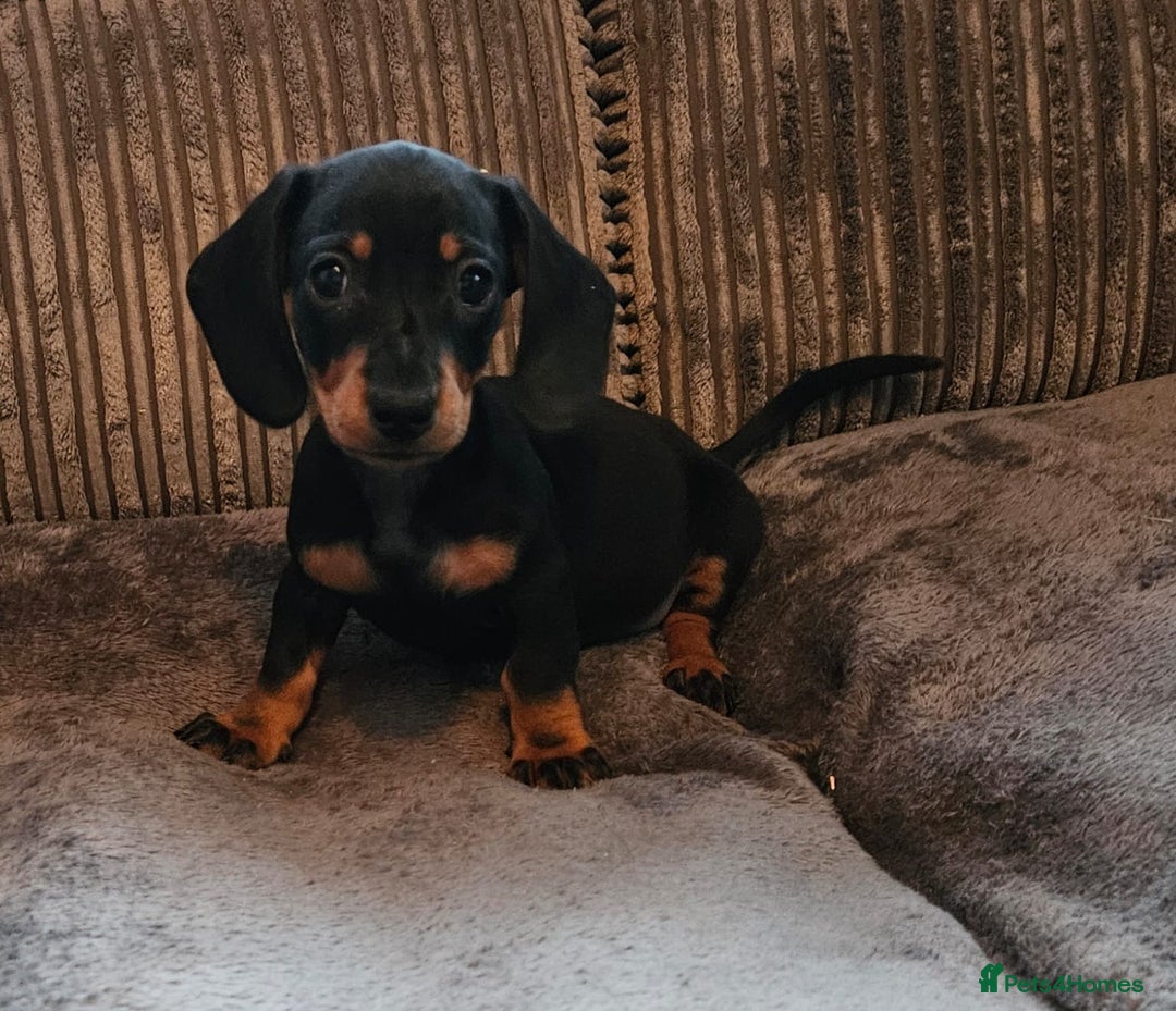 Dachshund dogs for sale: Miniature Dachshund puppy's for sale - Image 3
