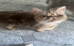 Persian cats for sale: Two beautiful persian 9 weeks old  - Image 5