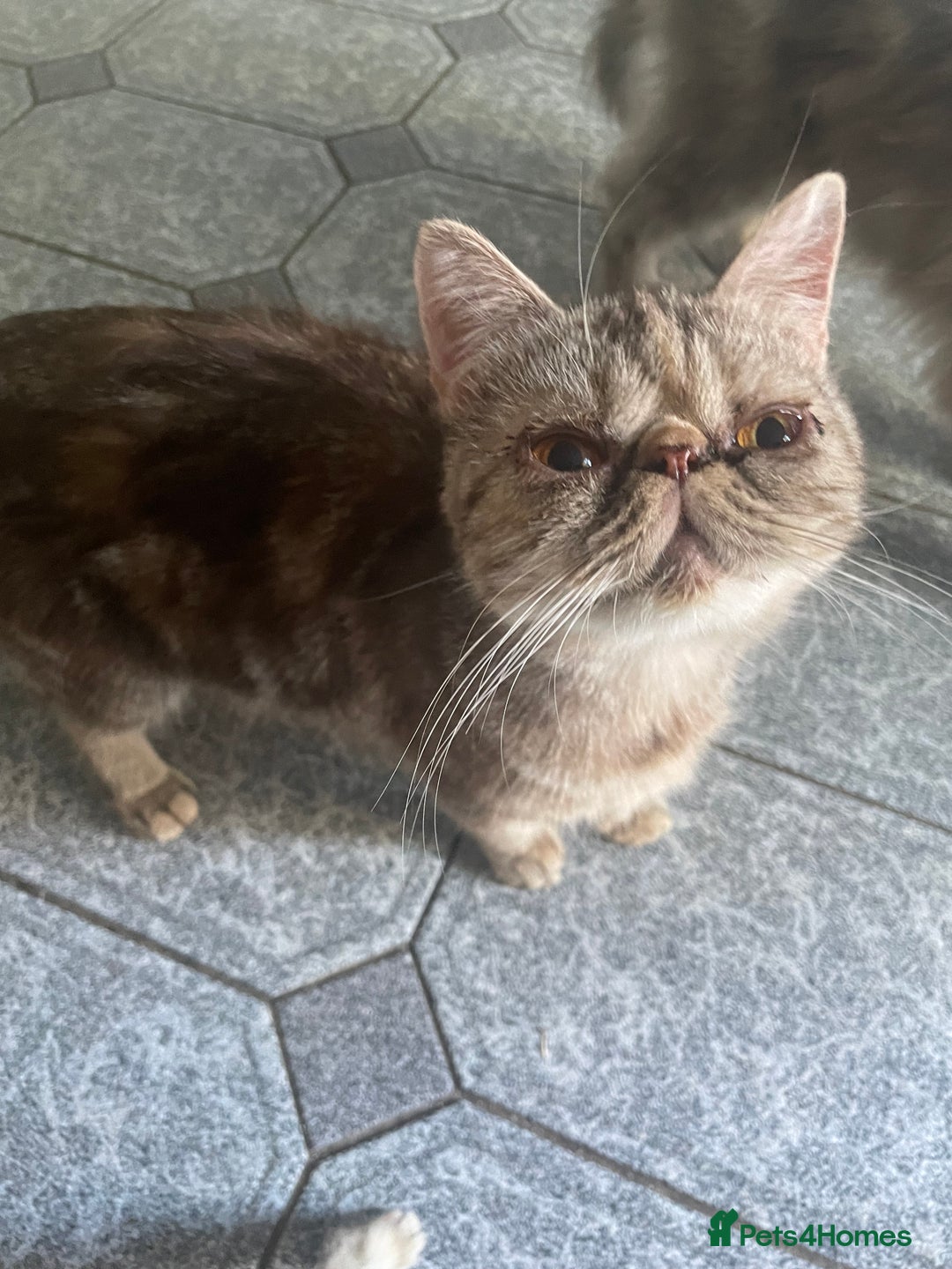 Persian cats for sale: Two beautiful persian 9 weeks old  - Image 5