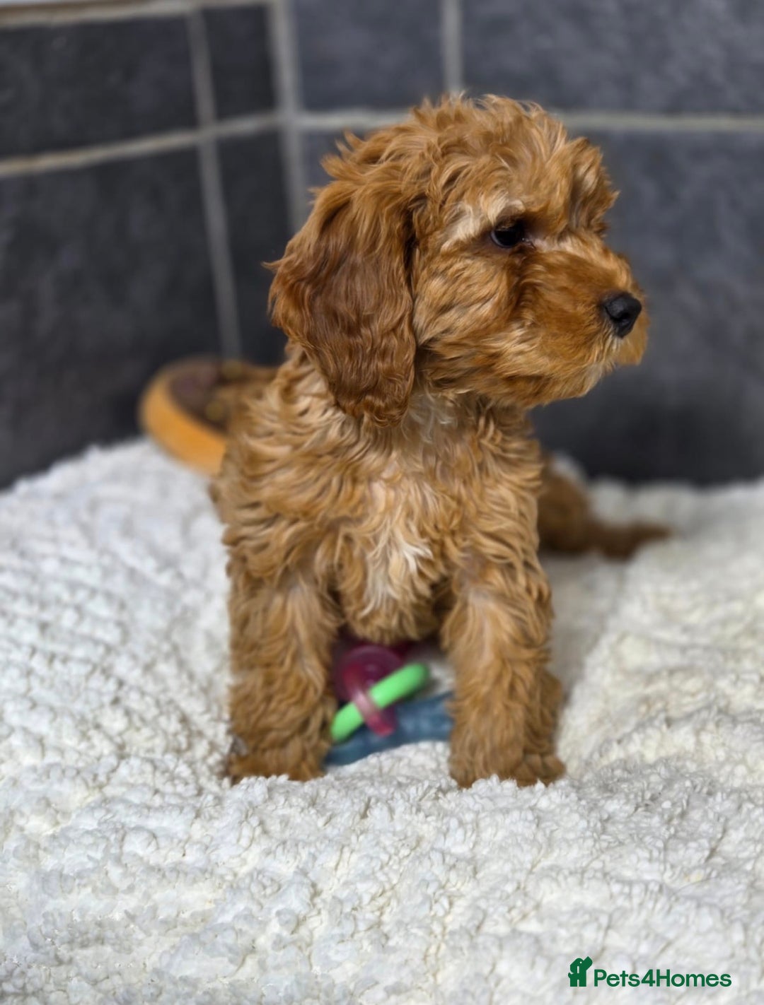 Cockapoo dogs for sale: Beautiful little cockapoo pup!  - Advert 1