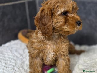 Cockapoo dogs Beautiful little cockapoo pup! - Advert 10