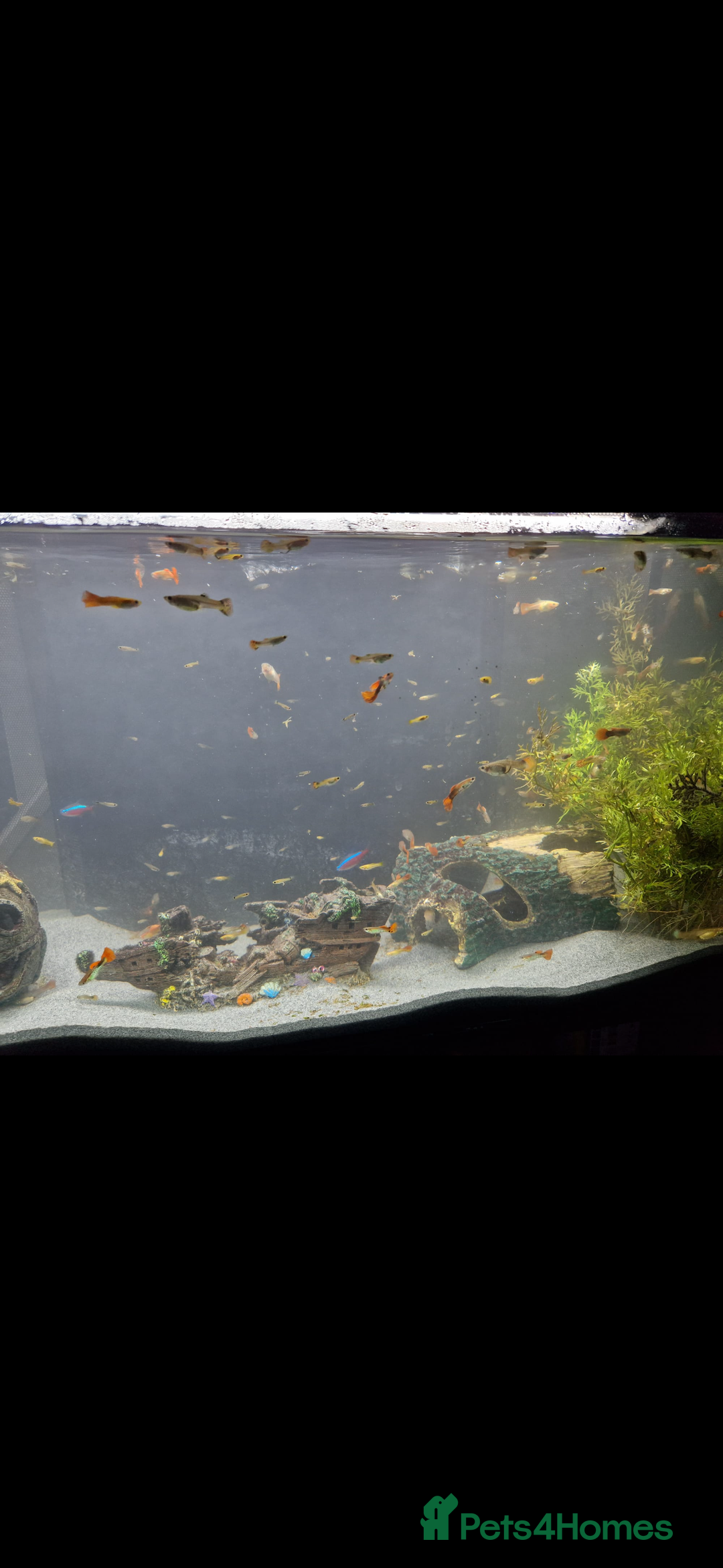 Shrimps fish for sale: fish and fish tank  - Image 2