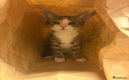 European cats for sale:  kittens last two left - Image 3