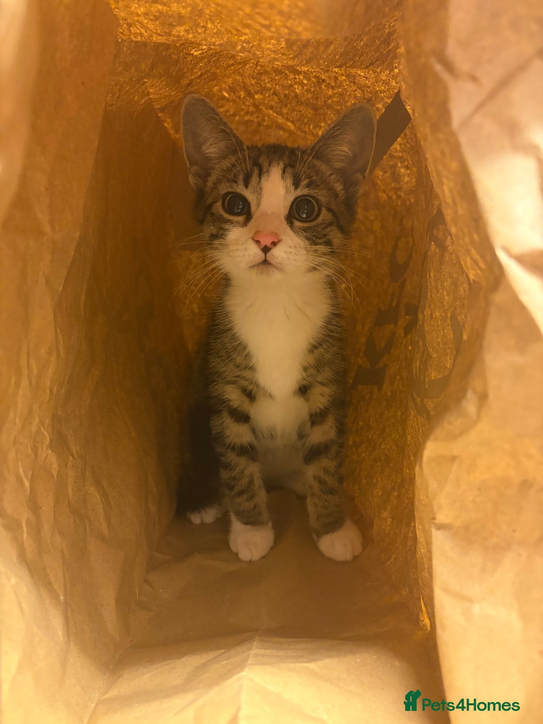 European cats for sale:  kittens last two left - Image 3