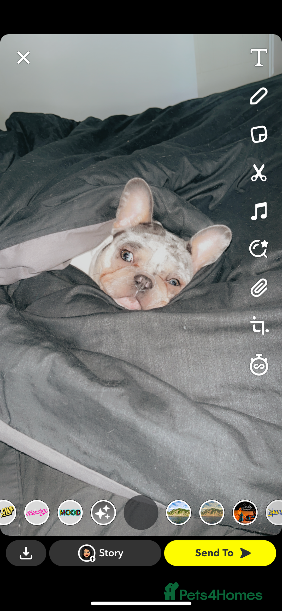 French Bulldog dogs for sale: Beautiful 3 year old Merle frenchie Dolly - Image 5