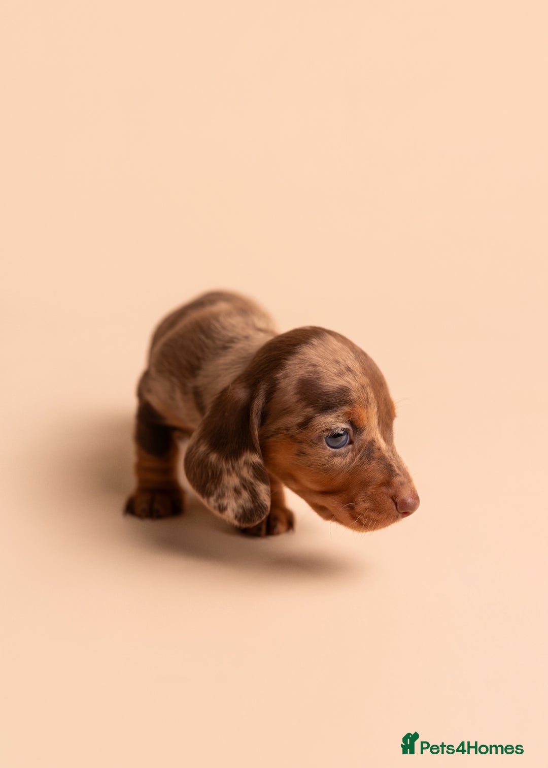 Miniature Dachshund dogs for sale: 🏆Champion KC Mini Dachshunds 0.4% COI 👌🏻 - Image 22