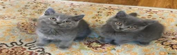 British Shorthair cats for sale: 2 beautiful British shorthairs  - Advert 7