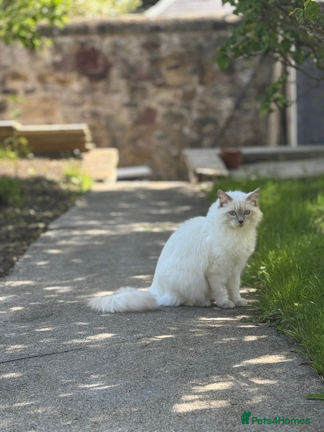 Ragdoll cats for sale: Rare Ragdoll Kitten - Image 3